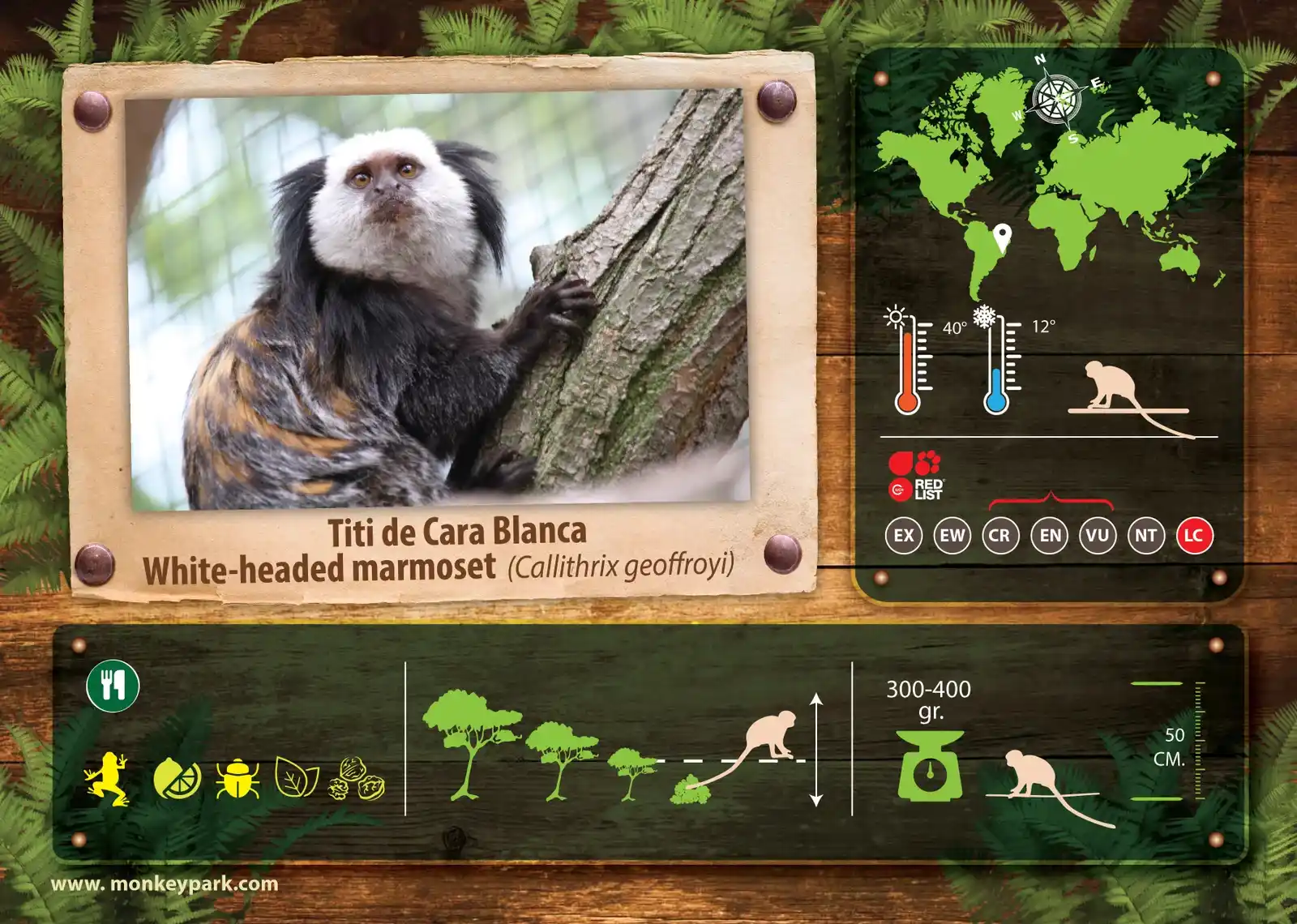 Monkey park infografia animal titi de cara blanca