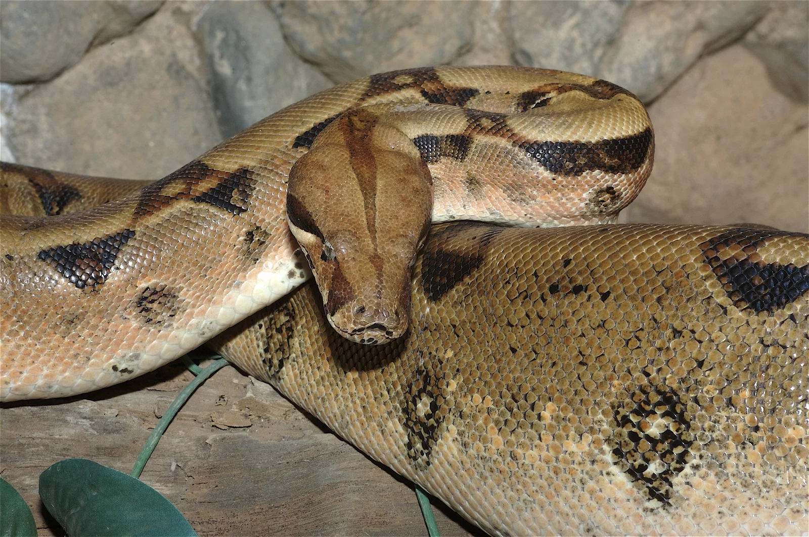 Monkey park boa