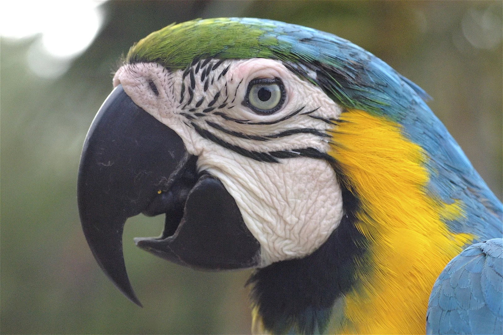 Monkey park guacamayo azul y amarillo