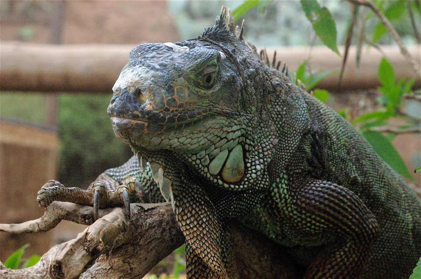 Monkey park iguana