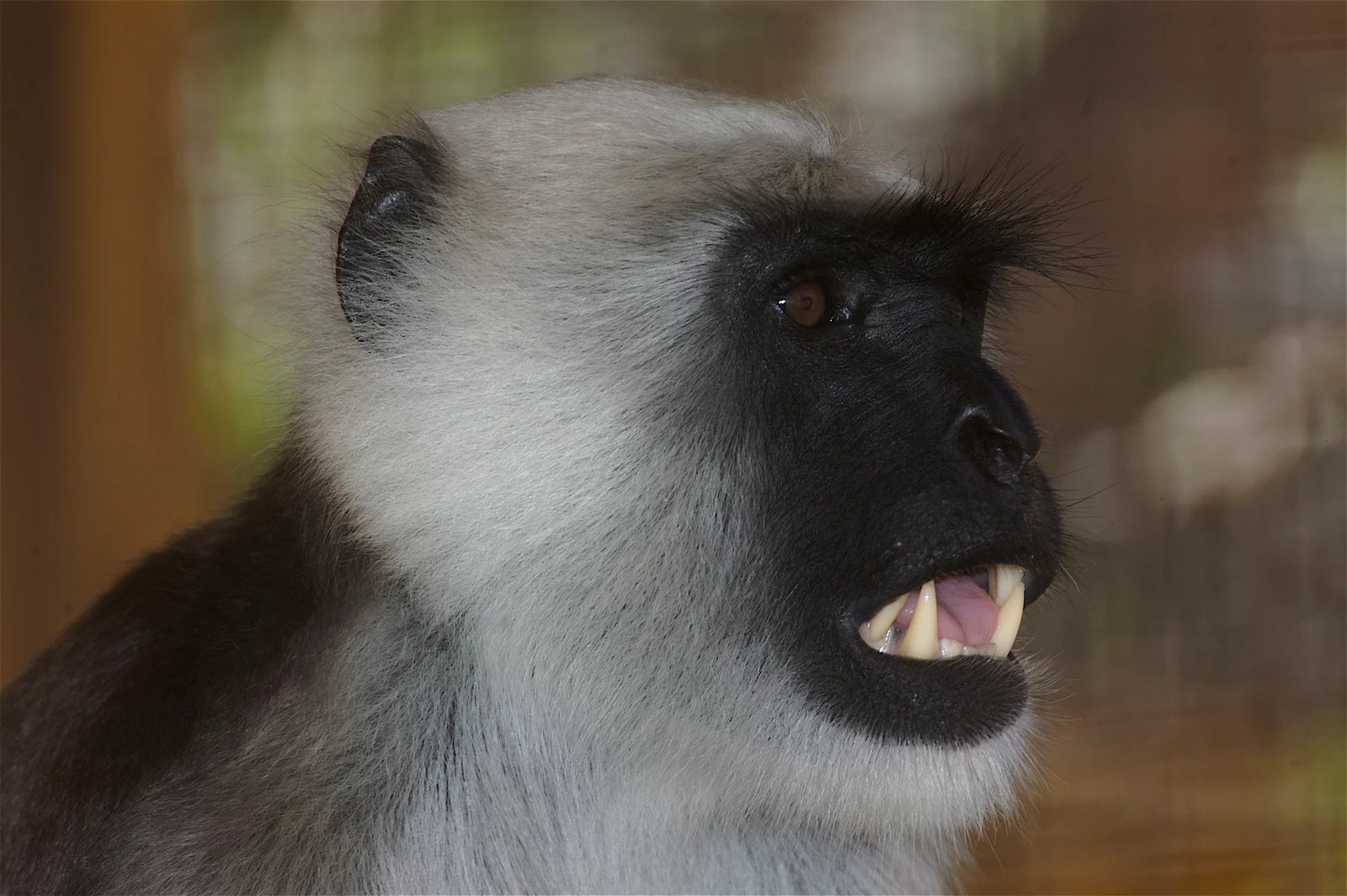 Monkey park langur