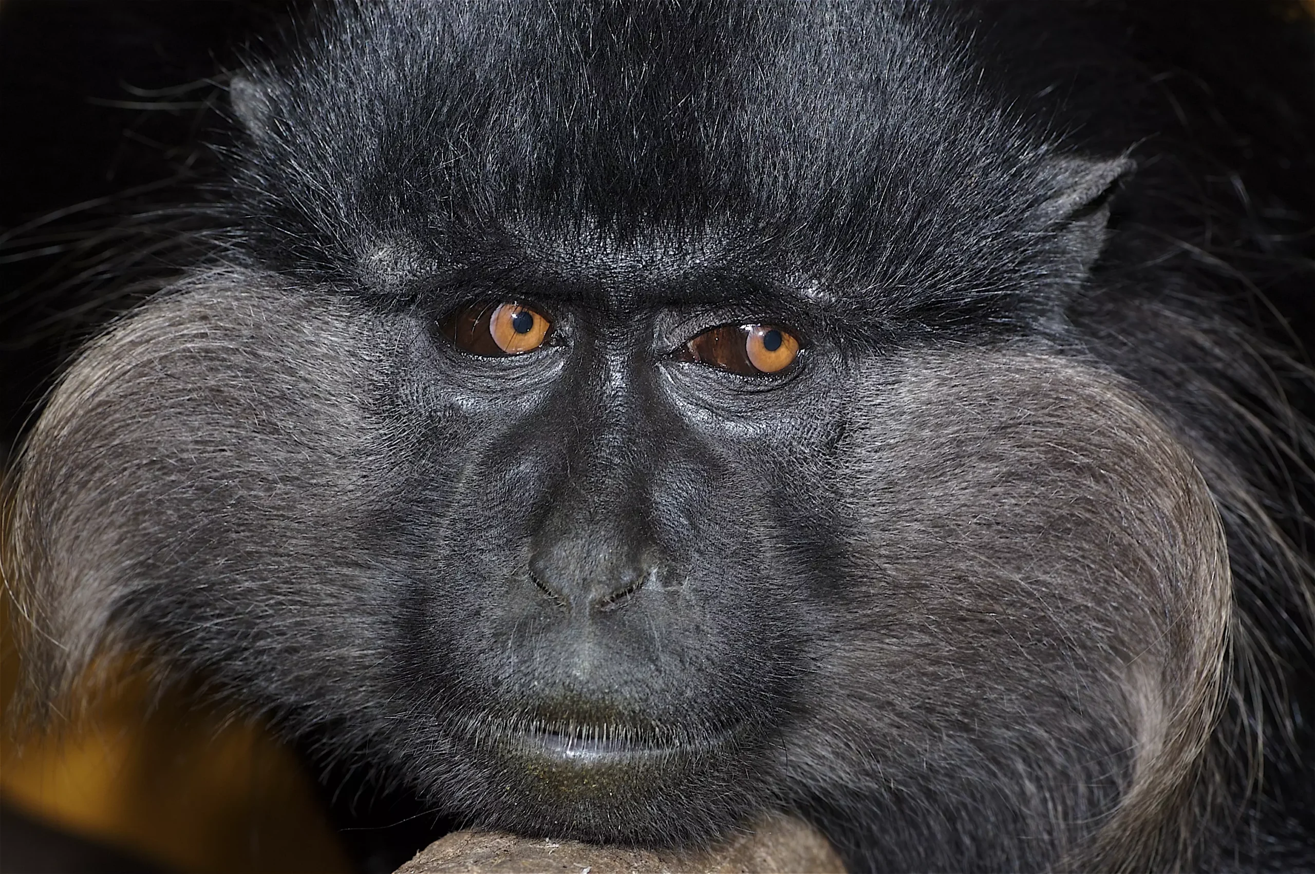 Monkey park mangabey