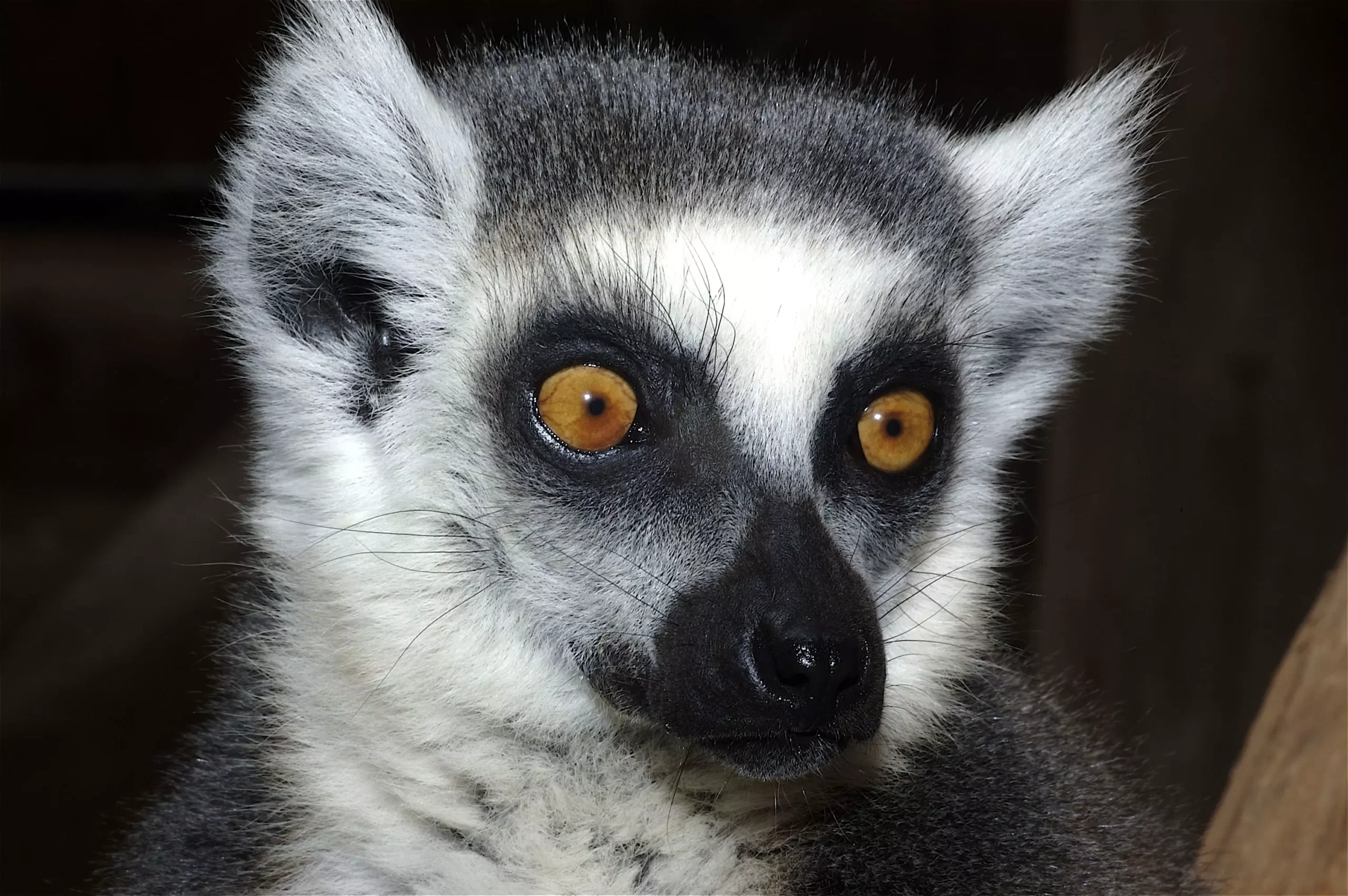 Animal lemur de monkey park