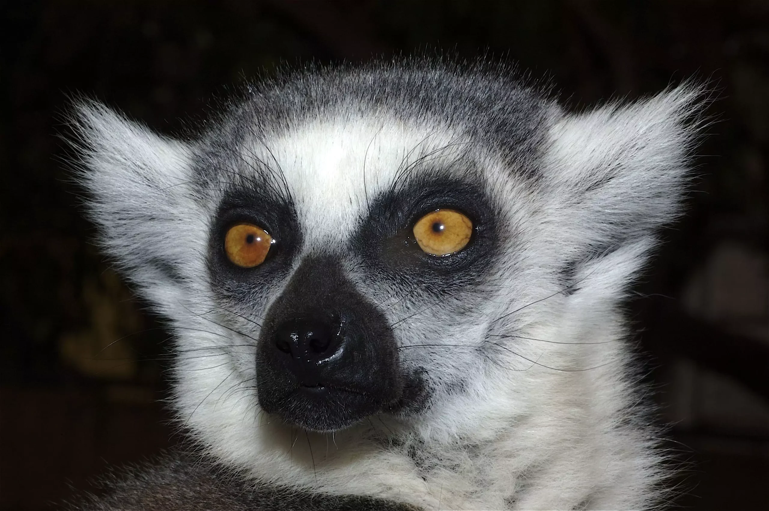 Animal lemur de monkey park