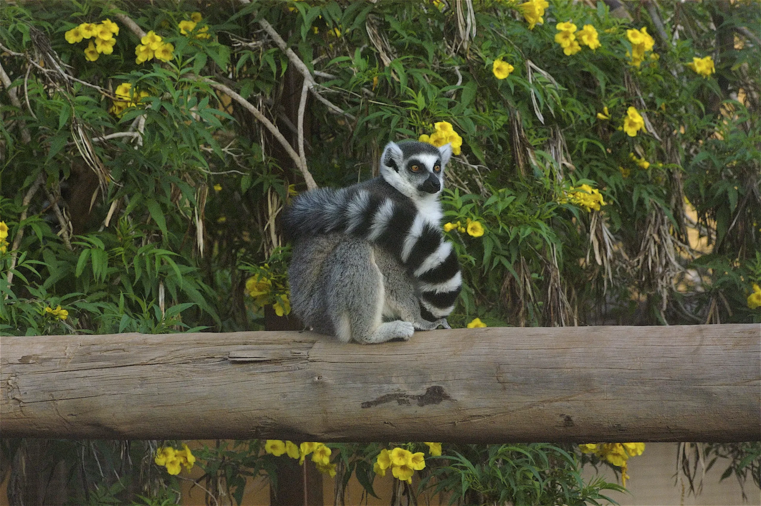 Animal lemur de monkey park