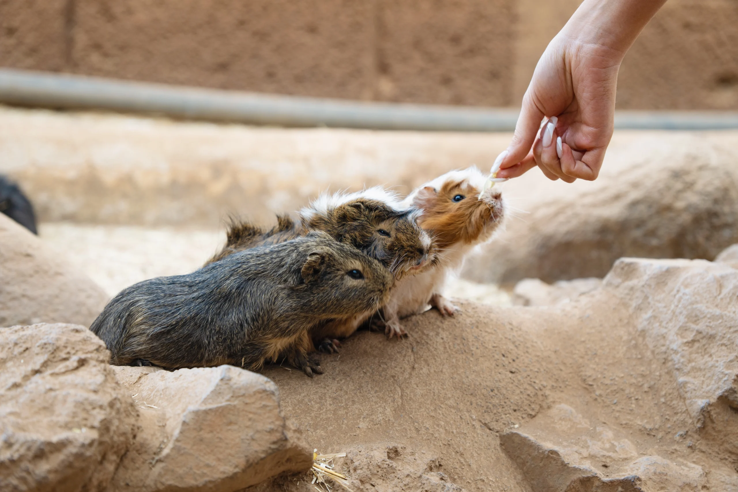 Animal de monkey park