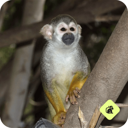 Animal de monkey park